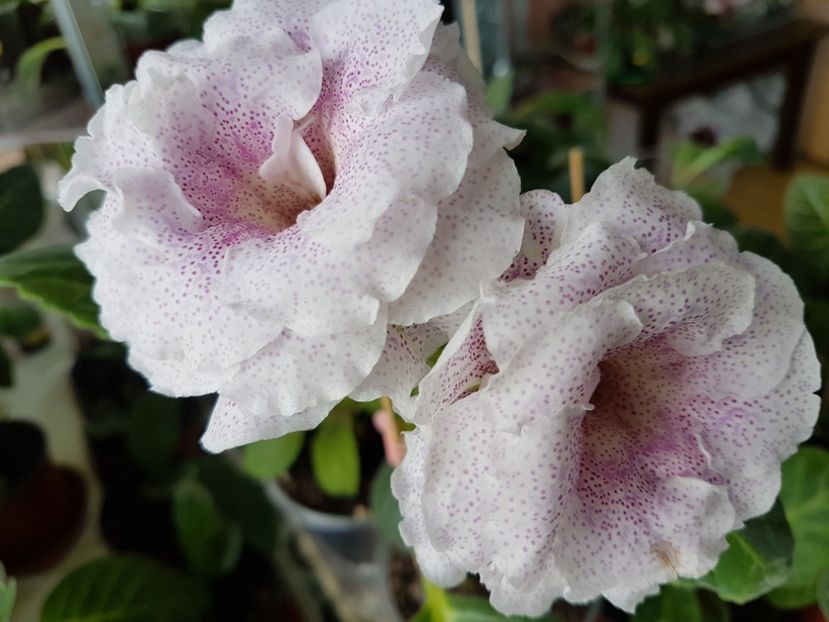  - gloxinia 2018