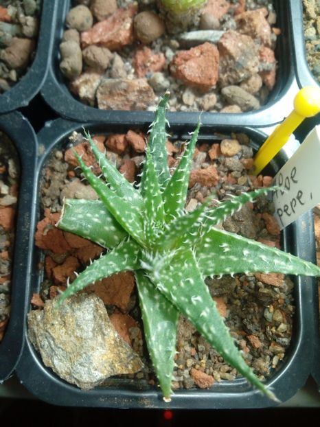 Aloe pepe - Aloe