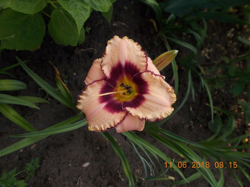 daring dilema-1s - Hemerocallis 2018