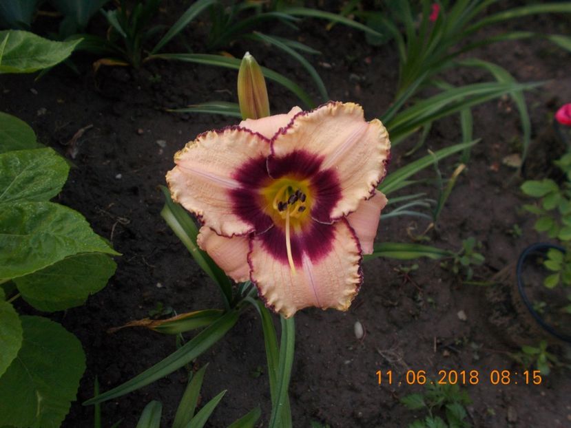  - Hemerocallis 2018