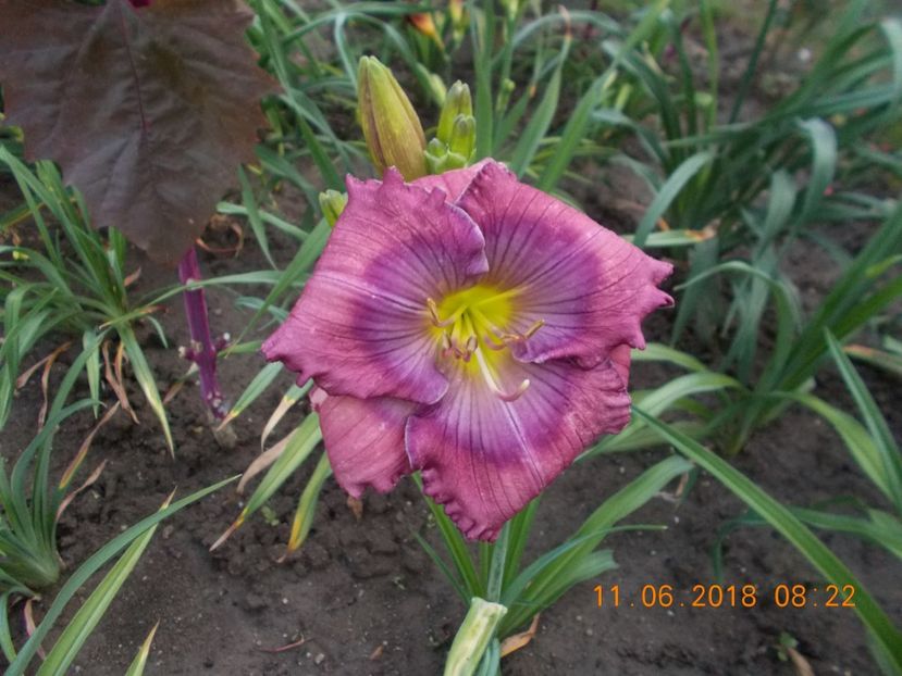 lavender blue baby-3,4 - Hemerocallis 2018