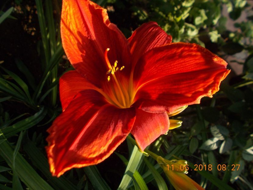 avante garde-1st si 1b - Hemerocallis 2018