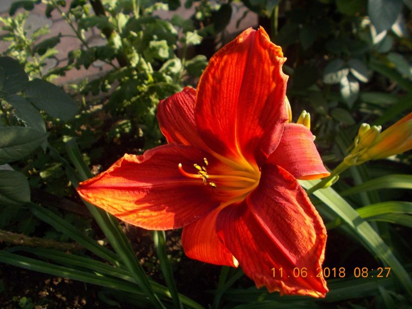  - Hemerocallis 2018