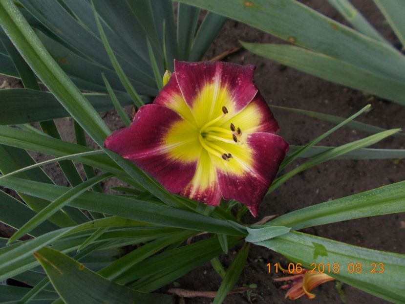 -15,1 - Hemerocallis 2018