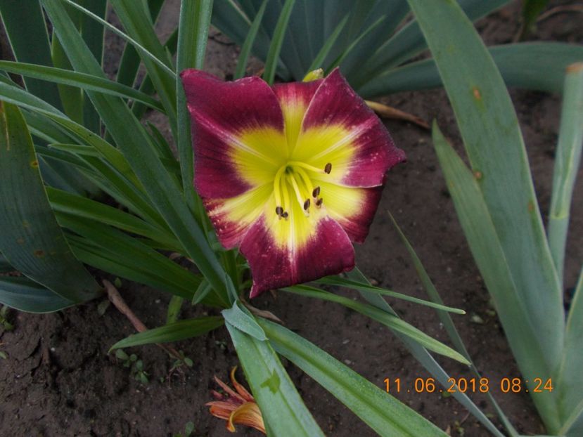  - Hemerocallis 2018