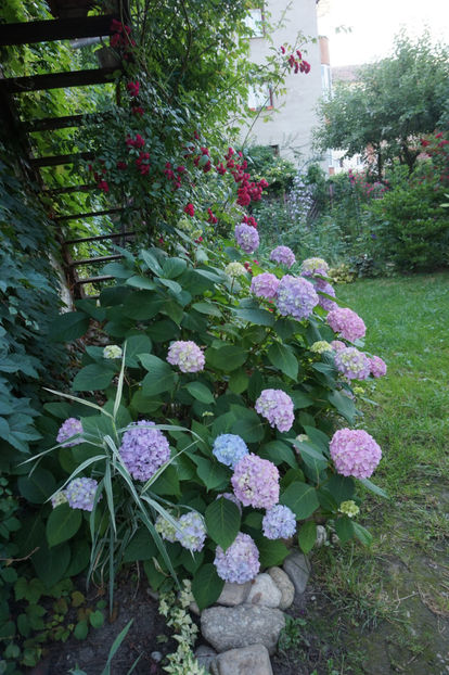  - Hortensii 2018- 2019