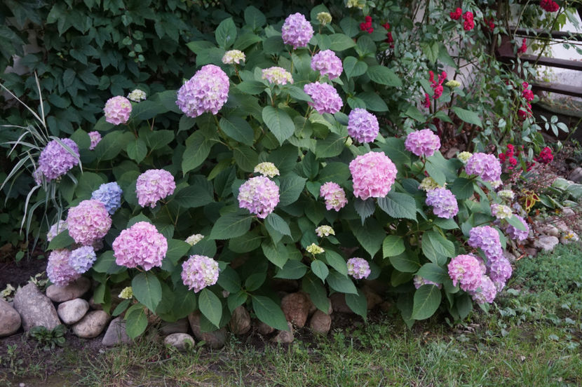  - Hortensii 2018- 2019