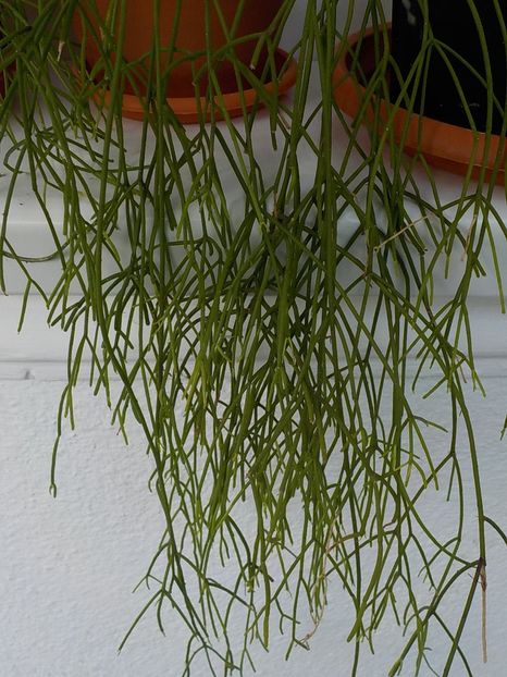  - rhipsalis baccifera