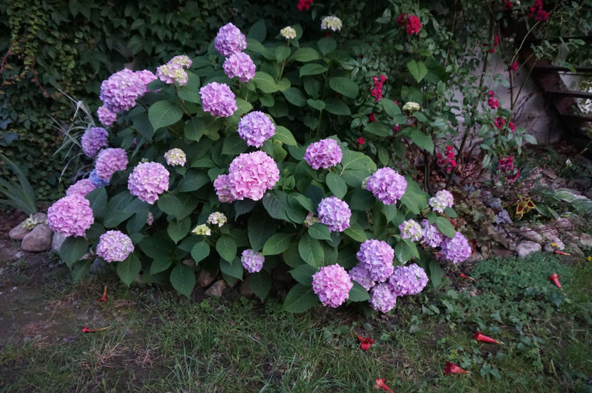  - Hortensii 2018- 2019