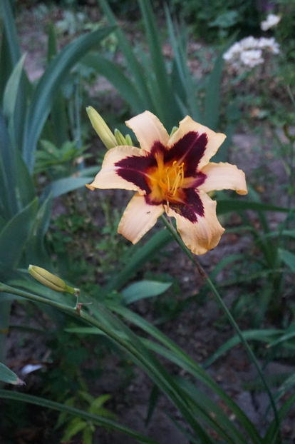 Wild Horses 18 - Hemerocallis 2018- 2019