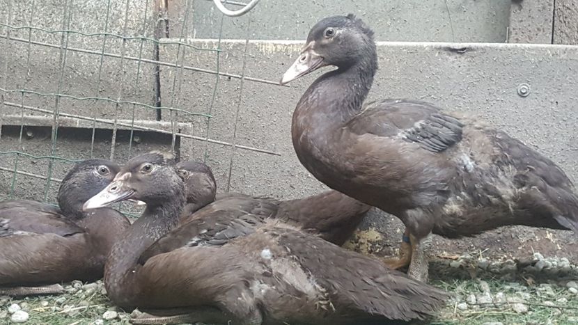 warzenenten - Bomboane asortate 2018