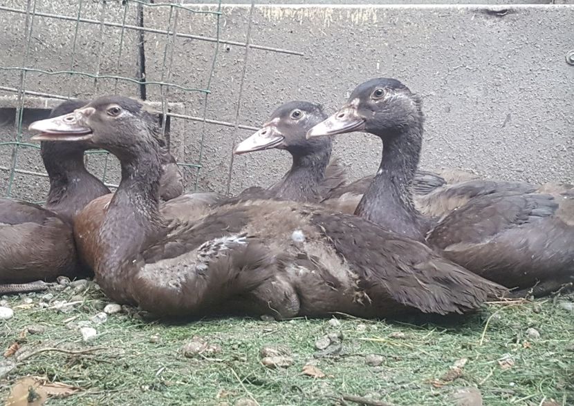 braun - Bomboane asortate 2018