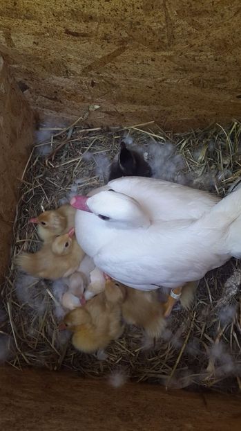 Cuib mandarina alba - Rate mandarin standard_albe