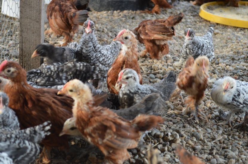 mii de flori - b Mii de flori rosu