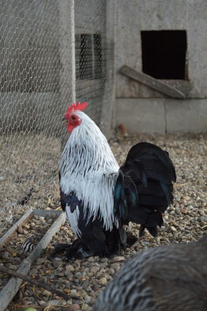 mii de flori argintiu - b Mii de flori argintiu