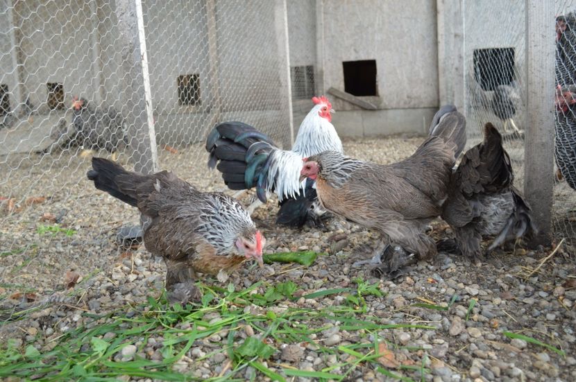 mii de flori - b Mii de flori argintiu