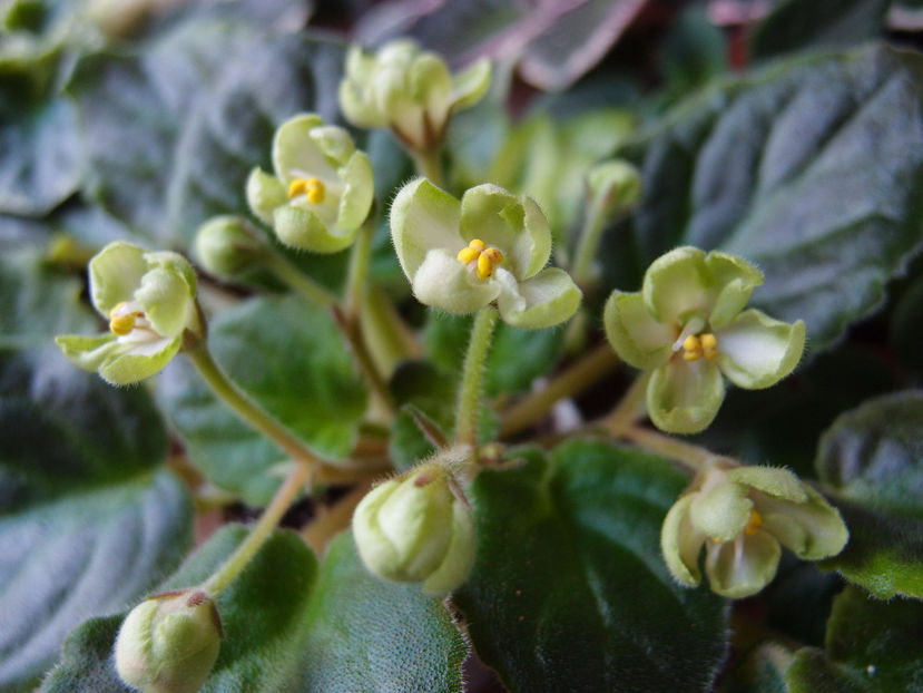 Emerald Love - a a Ghiceste varietatea