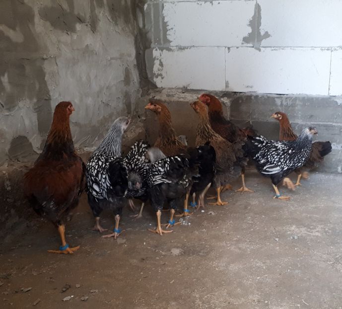  - Wyandotte argintiu