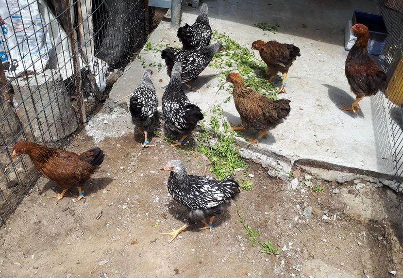  - Wyandotte argintiu