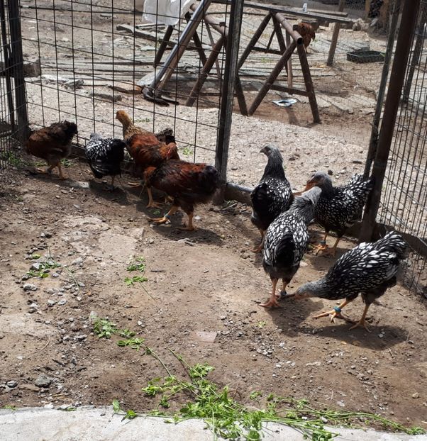  - Wyandotte argintiu