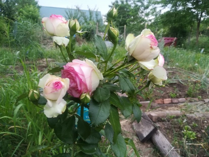  - Gradina 2018