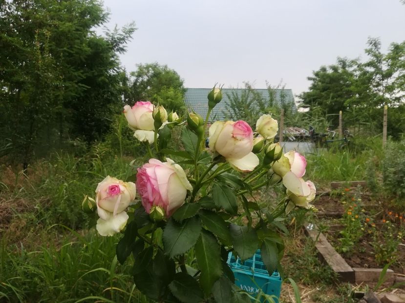 - Gradina 2018
