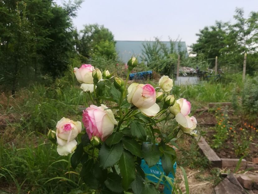  - Gradina 2018