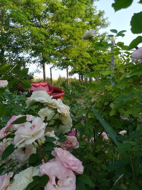  - Gradina 2018