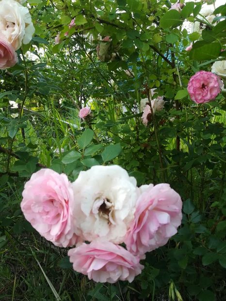  - Gradina 2018