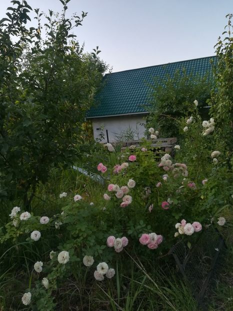  - Gradina 2018