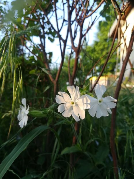  - Gradina 2018