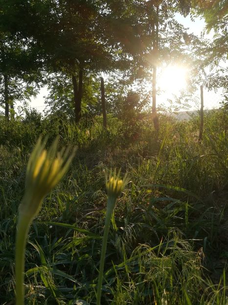  - Gradina 2018