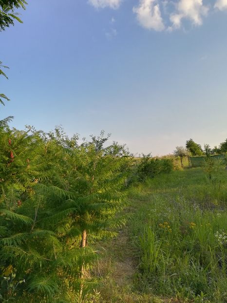  - Gradina 2018