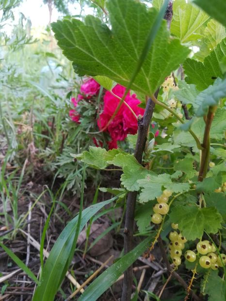  - Gradina 2018