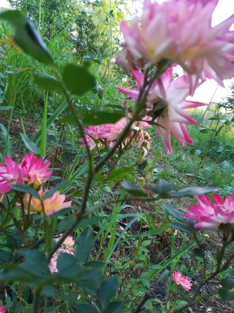  - Gradina 2018