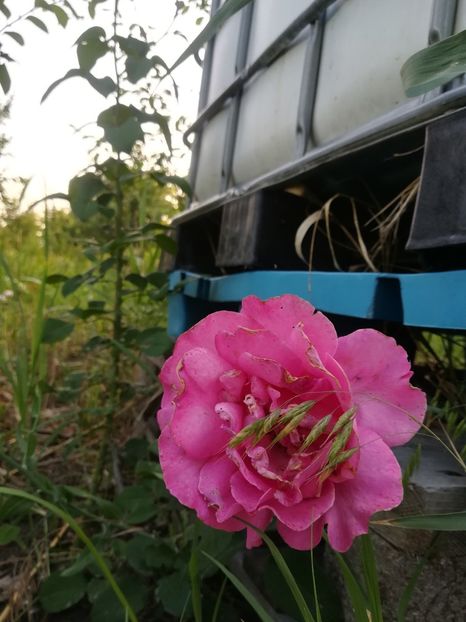  - Gradina 2018