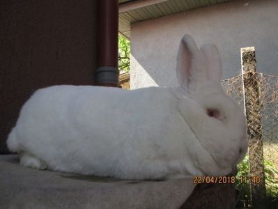 fem. neo 2018 ! - X ARHIVA IEPURI CE AM AVUT