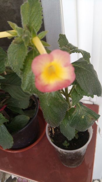  - 2016 achimenes