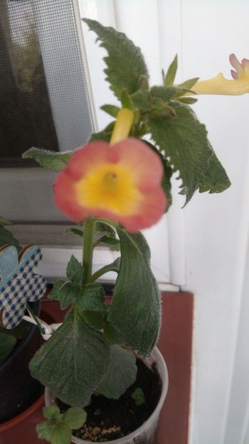  - 2016 achimenes