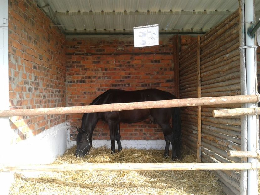 Fotografie0039 - 27---expozitie banat-agralim 2018