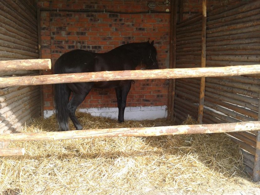 Fotografie0040 - 27---expozitie banat-agralim 2018