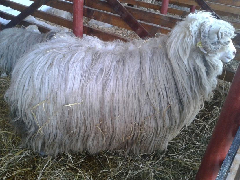 Fotografie0044 - 27---expozitie banat-agralim 2018