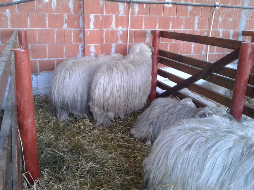 Fotografie0045 - 27---expozitie banat-agralim 2018