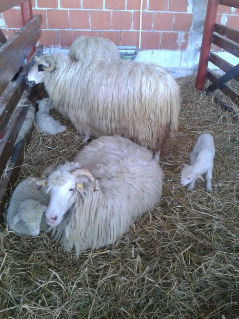 Fotografie0049 - 27---expozitie banat-agralim 2018