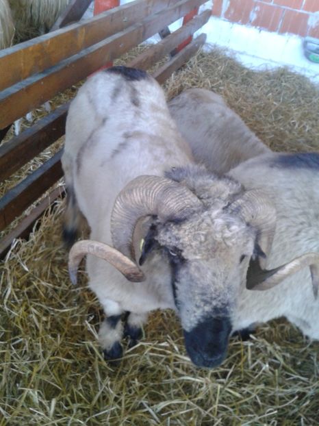 Fotografie0050 - 27---expozitie banat-agralim 2018