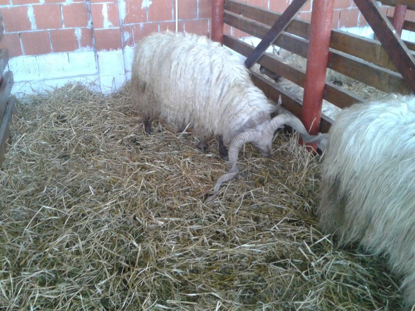 Fotografie0051 - 27---expozitie banat-agralim 2018