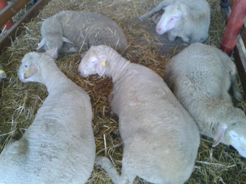 Fotografie0055 - 27---expozitie banat-agralim 2018