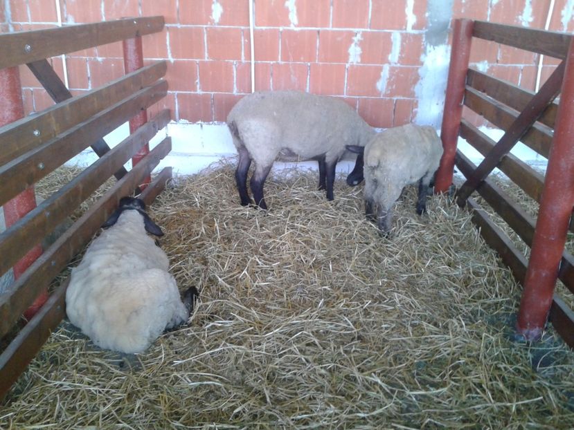 Fotografie0057 - 27---expozitie banat-agralim 2018