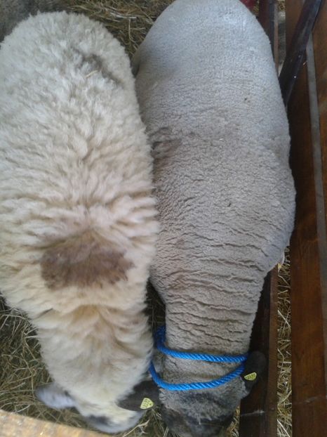 Fotografie0059 - 27---expozitie banat-agralim 2018