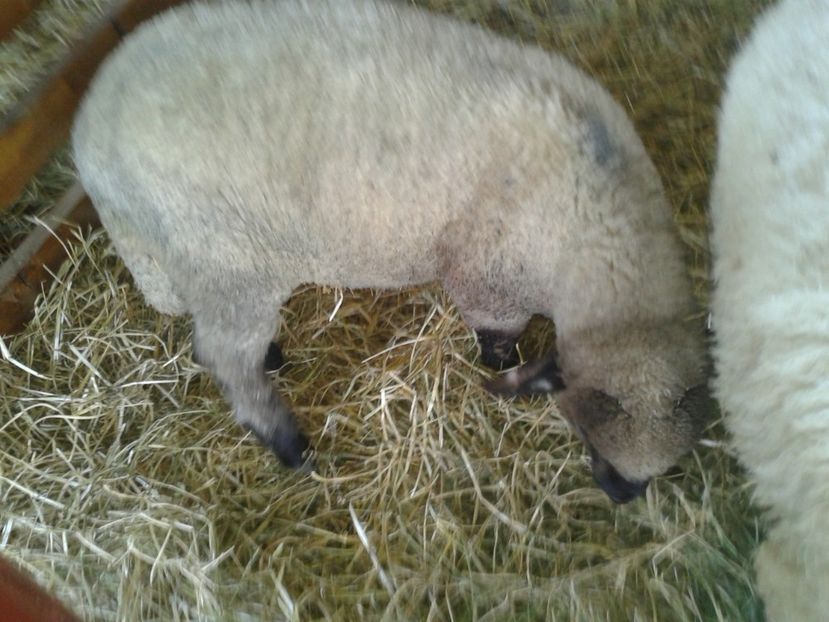 Fotografie0060 - 27---expozitie banat-agralim 2018